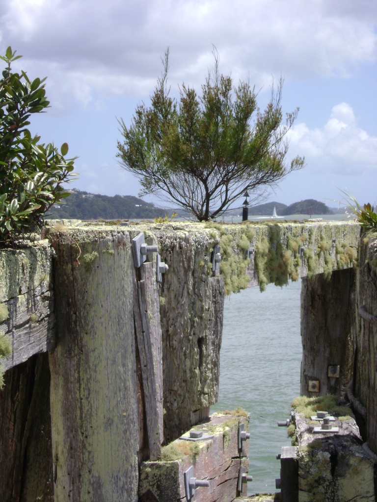 manuka plant (Leptospermum scoparium) growing on jetty