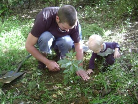 karloh and wayne planting a puriri tree