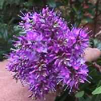 hebe flower at forest floor native tree nursery, Northland