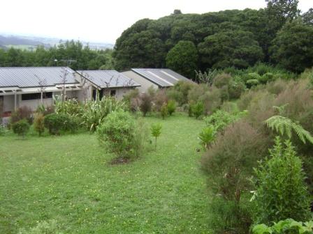 Forest Floor native tree back yard planting with manuka