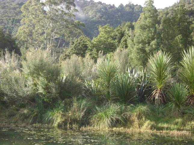 manuka (Leptospermum scoparium) planted on island