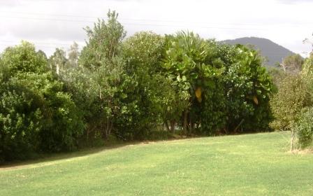 hedge of mixed native trees planted by forest floor