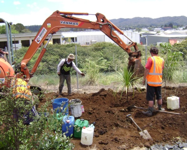 forest floor planting a tree in whangarei