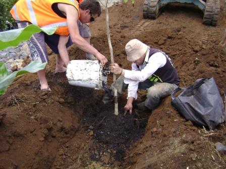 planting a puriri tree in whangarei