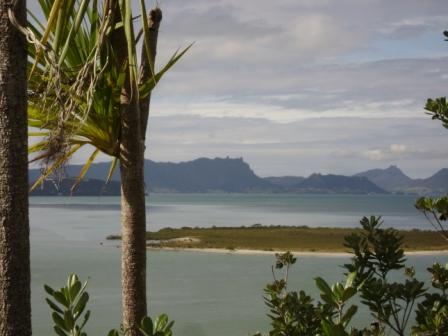 cabbage tree view from limestone island