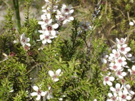 ECape manuka flowers