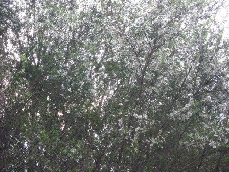 manuka flowers