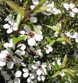 manuka flowers close up