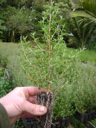 Leptospermum scoparium plant ready to plant