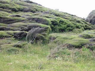 manuka (leptospermums coparium) on a widswept landscape