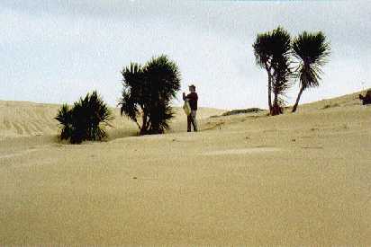 seed collecting cabbage trees in coastal dunes Northland